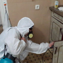 Дезинфекция от муравьев в квартире в Вышнем Волочке